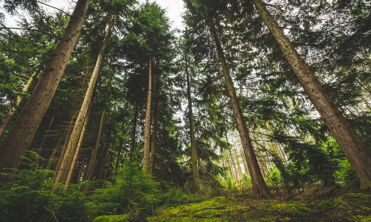 Pēc vides organizāciju iniciatīvas Satversmes tiesa vērtēs valdības lēmumu par koku ciršanas noteikumiem