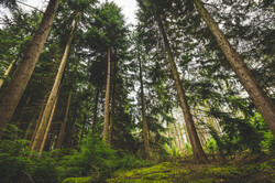 Pēc vides organizāciju iniciatīvas Satversmes tiesa vērtēs valdības lēmumu par koku ciršanas noteikumiem